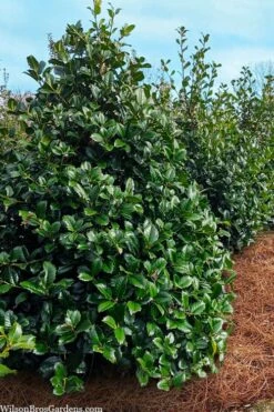 Emily Bruner Pyramidal Holly - 7 Gallon Pot (3-4') -Wilson Bros Gardens Shop ilex emily bruner holly tree 105 1
