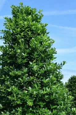 Nellie R. Stevens Holly - 6 Pack Of 1 Gallon Pots -Wilson Bros Gardens Shop ilex nellie r stephens holly tree 1 2