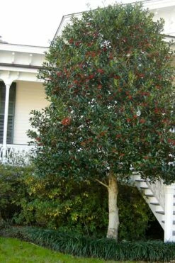Nellie R. Stevens Holly - 7 Gallon Pot (3-4') -Wilson Bros Gardens Shop ilex nellie r stevens holly tree berries tree 12 1