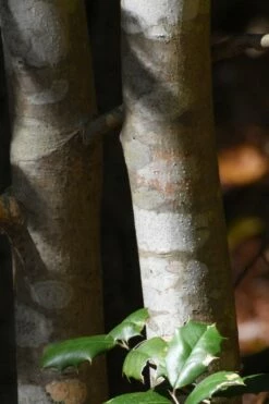Old Heavy Berry American Holly (Ilex Opaca) - 1 Gallon Pot -Wilson Bros Gardens Shop ilex opaca greenleaf american holly tree bark 1 2