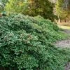 Maryland Spreader American Holly - 1 Gallon Pot
