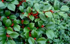 Maryland Spreader American Holly - 1 Gallon Pot -Wilson Bros Gardens Shop ilex opaca maryland dwarf spreader american holly 2