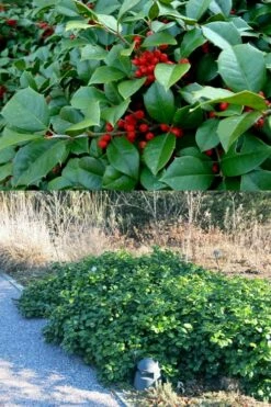 Maryland Spreader American Holly - 1 Gallon Pot -Wilson Bros Gardens Shop ilex opaca maryland dwarf spreader american holly 4