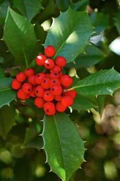 Old Heavy Berry American Holly (Ilex Opaca) - 1 Gallon Pot -Wilson Bros Gardens Shop ilex opaca old heavy berry american holly 1
