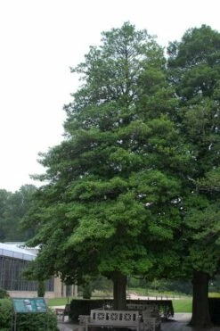 Old Heavy Berry American Holly (Ilex Opaca) - 1 Gallon Pot -Wilson Bros Gardens Shop ilex opaca old heavy berry american holly 5