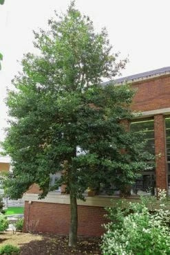 Old Heavy Berry American Holly (Ilex Opaca) - 1 Gallon Pot -Wilson Bros Gardens Shop ilex opaca old heavy berry american holly 6