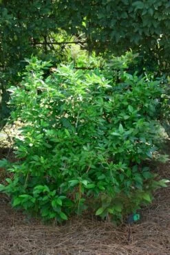 Southern Gentleman Winterberry Male Holly - 3 Gallon Pot -Wilson Bros Gardens Shop ilex verticillata southern gentleman male winterberry holly 1