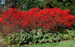Sparkleberry Female Winterberry Holly - 3 Gallon Pot -Wilson Bros Gardens Shop ilex verticillata sparkleberry holly 1 1