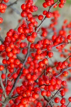 Sparkleberry Female Winterberry Holly - 1 Gallon Pot -Wilson Bros Gardens Shop ilex verticillata sparkleberry holly 2
