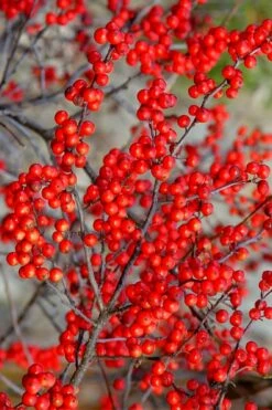 Sparkleberry Female Winterberry Holly - 3 Gallon Pot