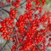 Sparkleberry Female Winterberry Holly - 1 Gallon Pot