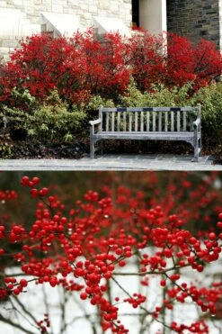 Sparkleberry Female Winterberry Holly - 3 Gallon Pot -Wilson Bros Gardens Shop ilex verticillata sparkleberry holly 4 1