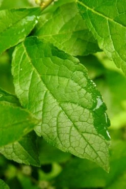 Winter Gold Female Winterberry Holly - 3 Gallon Pot -Wilson Bros Gardens Shop ilex verticillata sparkleberry holly 5 3