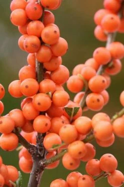 Winter Gold Female Winterberry Holly - 1 Gallon Pot