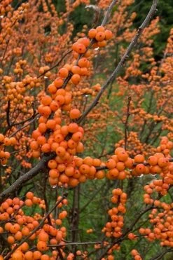 Winter Gold Female Winterberry Holly - 3 Gallon Pot -Wilson Bros Gardens Shop ilex verticillata winter gold winterberry holly 3 1