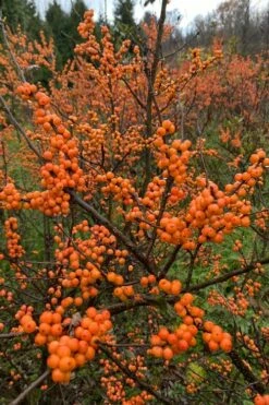 Winter Gold Female Winterberry Holly - 3 Gallon Pot -Wilson Bros Gardens Shop ilex verticillata winter gold winterberry holly 4 1
