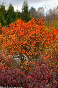 Winter Gold Female Winterberry Holly - 3 Gallon Pot -Wilson Bros Gardens Shop ilex verticillata winter gold winterberry holly 7 1