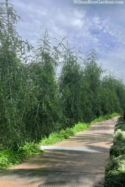 Weeping Yaupon Holly - Ilex Vomitoria 'Pendula' - 3 Gallon Pot -Wilson Bros Gardens Shop ilex vomitoria pendula weeping yaupon holly berries 3 3