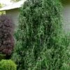 Weeping Yaupon Holly - Ilex Vomitoria 'Pendula' - 3 Gallon Pot