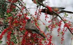 Pride Of Houston Yaupon Holly Tree - 7 Gallon Pot (5-6') -Wilson Bros Gardens Shop ilex vomitoria pride of houston yaupon holly 10