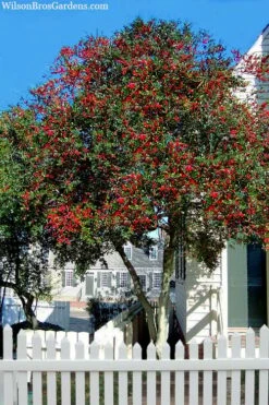 Pride Of Houston Yaupon Holly Tree - 7 Gallon Pot (5-6') -Wilson Bros Gardens Shop ilex vomitoria pride of houston yaupon holly 2