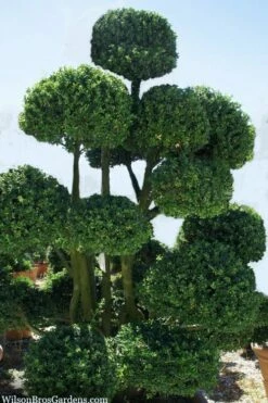 Pride Of Houston Yaupon Holly Tree - 7 Gallon Pot (5-6') -Wilson Bros Gardens Shop ilex vomitoria pride of houston yaupon holly 6