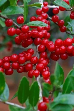 Pride Of Houston Yaupon Holly Tree - 7 Gallon Pot (5-6') -Wilson Bros Gardens Shop ilex vomitoria pride of houston yaupon holly 7