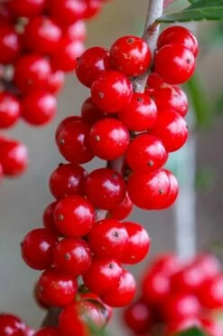 Pride Of Houston Yaupon Holly Tree - 7 Gallon Pot (5-6') -Wilson Bros Gardens Shop ilex vomitoria pride of houston yaupon holly 9