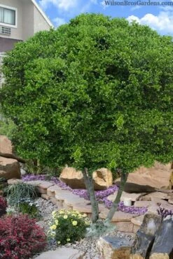 Pride Of Houston Yaupon Holly Tree - 7 Gallon Pot (3-4')