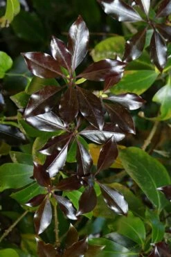 Purple Glaze Star Japanese Anise (Illicium Anisatum 'Muraski No Sato') - 3 Gallon Pot -Wilson Bros Gardens Shop illicium anisatum murasake no sato purple glaze 5