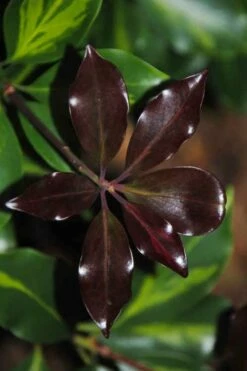 Purple Glaze Star Japanese Anise (Illicium Anisatum 'Muraski No Sato') - 3 Gallon Pot -Wilson Bros Gardens Shop illicium anisatum murasake no sato purple glaze 7
