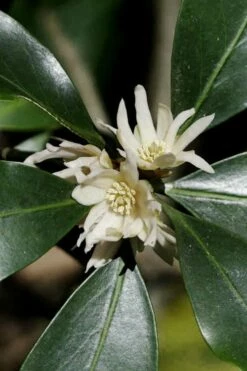 Purple Glaze Star Japanese Anise (Illicium Anisatum 'Muraski No Sato') - 3 Gallon Pot -Wilson Bros Gardens Shop illicium anisatum murasake no sato purple glaze 9