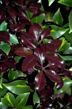 Purple Glaze Star Japanese Anise (Illicium Anisatum 'Muraski No Sato') - 3 Gallon Pot -Wilson Bros Gardens Shop illicium anisatum purple glaze 3