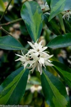 Purple Glaze Star Japanese Anise (Illicium Anisatum 'Muraski No Sato') - 3 Gallon Pot -Wilson Bros Gardens Shop illicium anisatum purple glaze 5