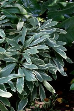 Grey Ghost Florida Anise - 3 Gallon Pot 8 Grey Ghost Florida Anise - 3 Gallon Pot -Wilson Bros Gardens Shop illicium floridanum grey ghost anise 1