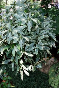 Grey Ghost Florida Anise - 3 Gallon Pot 9 Grey Ghost Florida Anise - 3 Gallon Pot -Wilson Bros Gardens Shop illicium floridanum grey ghost anise 2