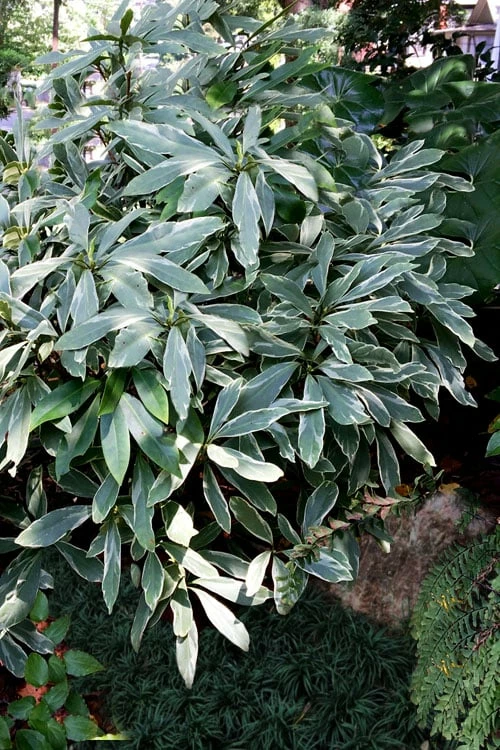 Grey Ghost Florida Anise - 3 Gallon Pot 5 Grey Ghost Florida Anise - 3 Gallon Pot - Image 5