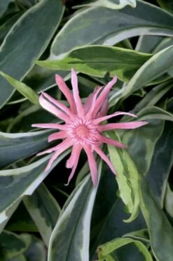 Grey Ghost Florida Anise - 3 Gallon Pot