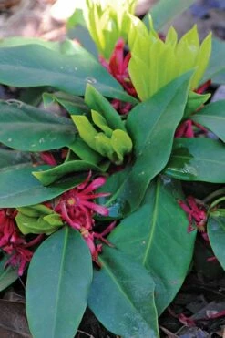 Swamp Hobbit Florida Anise (Illicium Floridanum) - 1 Gallon Pot -Wilson Bros Gardens Shop illicium floridanum swamp hobbit florida anise 1