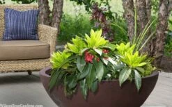 Swamp Hobbit Florida Anise (Illicium Floridanum) - 1 Gallon Pot -Wilson Bros Gardens Shop illicium floridanum swamp hobbit florida anise 3