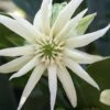 Orion Star Flower Anise (Illicium) - 5 Pack Of Quart Pots