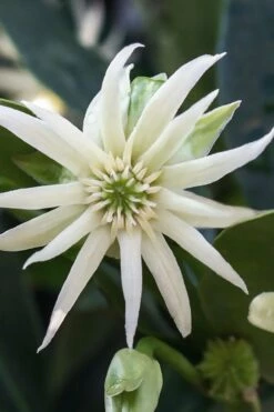 Orion Star Flower Anise (Illicium) - 2 Gallon Pot