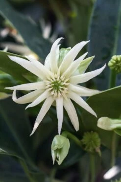 Orion Star Flower Anise (Illicium) - 3 Gallon Pot -Wilson Bros Gardens Shop illicium star flower orion anise 3