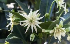 Orion Star Flower Anise (Illicium) - 5 Pack Of Quart Pots -Wilson Bros Gardens Shop illicium star flower orion anise 4 2