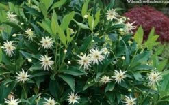 Orion Star Flower Anise (Illicium) - 1 Gallon Pot -Wilson Bros Gardens Shop illicium star flower orion anise 8 3