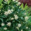 Orion Star Flower Anise (Illicium) - 7 Gallon Pot