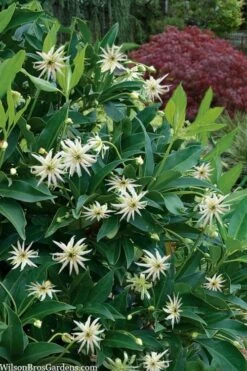 Orion Star Flower Anise (Illicium) - 5 Pack Of Quart Pots -Wilson Bros Gardens Shop illicium star flower orion anise 9 2