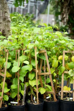 Giant Granadilla (Passiflora Quadrangularis L.) -Wilson Bros Gardens Shop image 27e3d0c7 bd71 461c 9d5b 443c535f3a7c