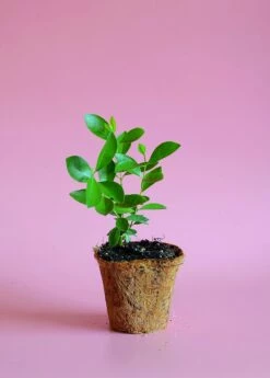 Guava, Strawberry (Psidium Cattleianum) -Wilson Bros Gardens Shop image 4c67b4bb d8b2 4177 be3b 75ebe5035d2f