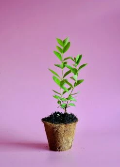 Guava, Lemon (Psidium Littorale) 7 Guava, Lemon (Psidium Littorale) -Wilson Bros Gardens Shop image 5da25745 e4e1 4cb3 929d 4f728a09408b